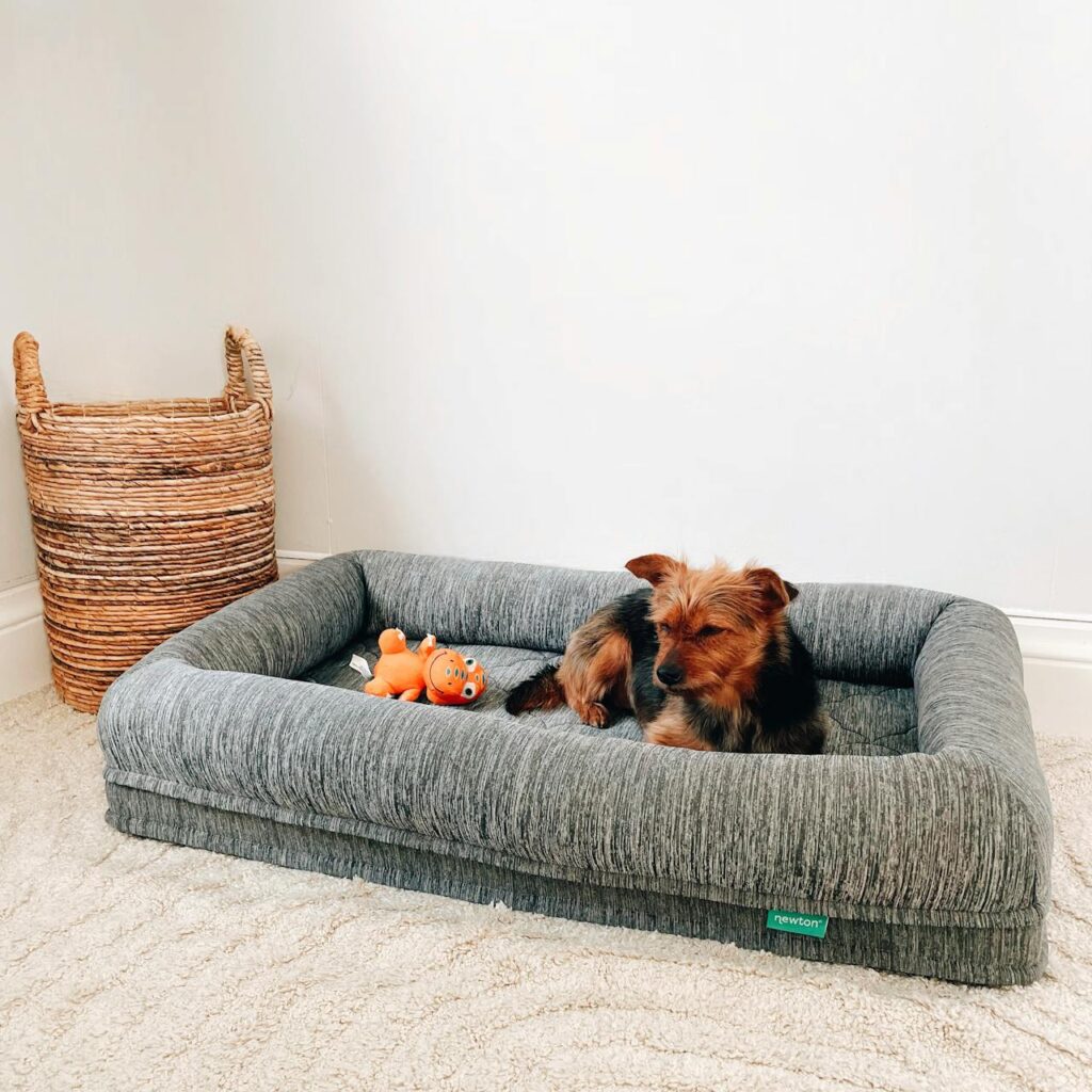 piesek odpoczywa na szarym legowisku